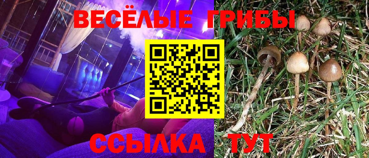 Галлюциногенные грибы Psilocybe Артём